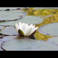 Nenuphar (00)